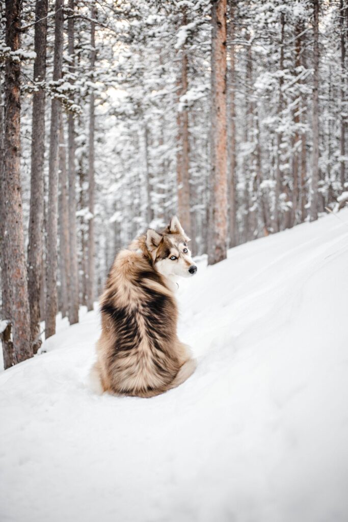 teaching dog photo is a brown and white husky sitting in a snowy forest