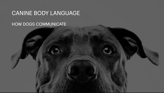 Canine Body Language Online Course