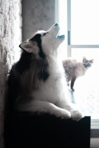photo by Wolf