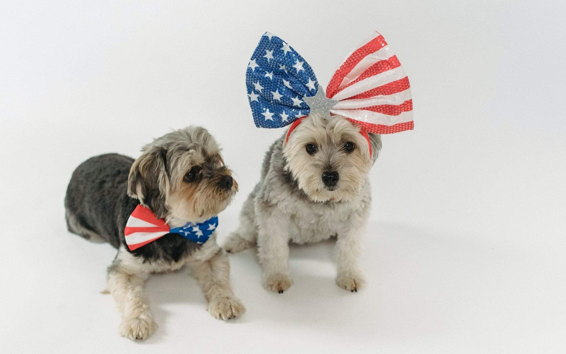4th of July dogs