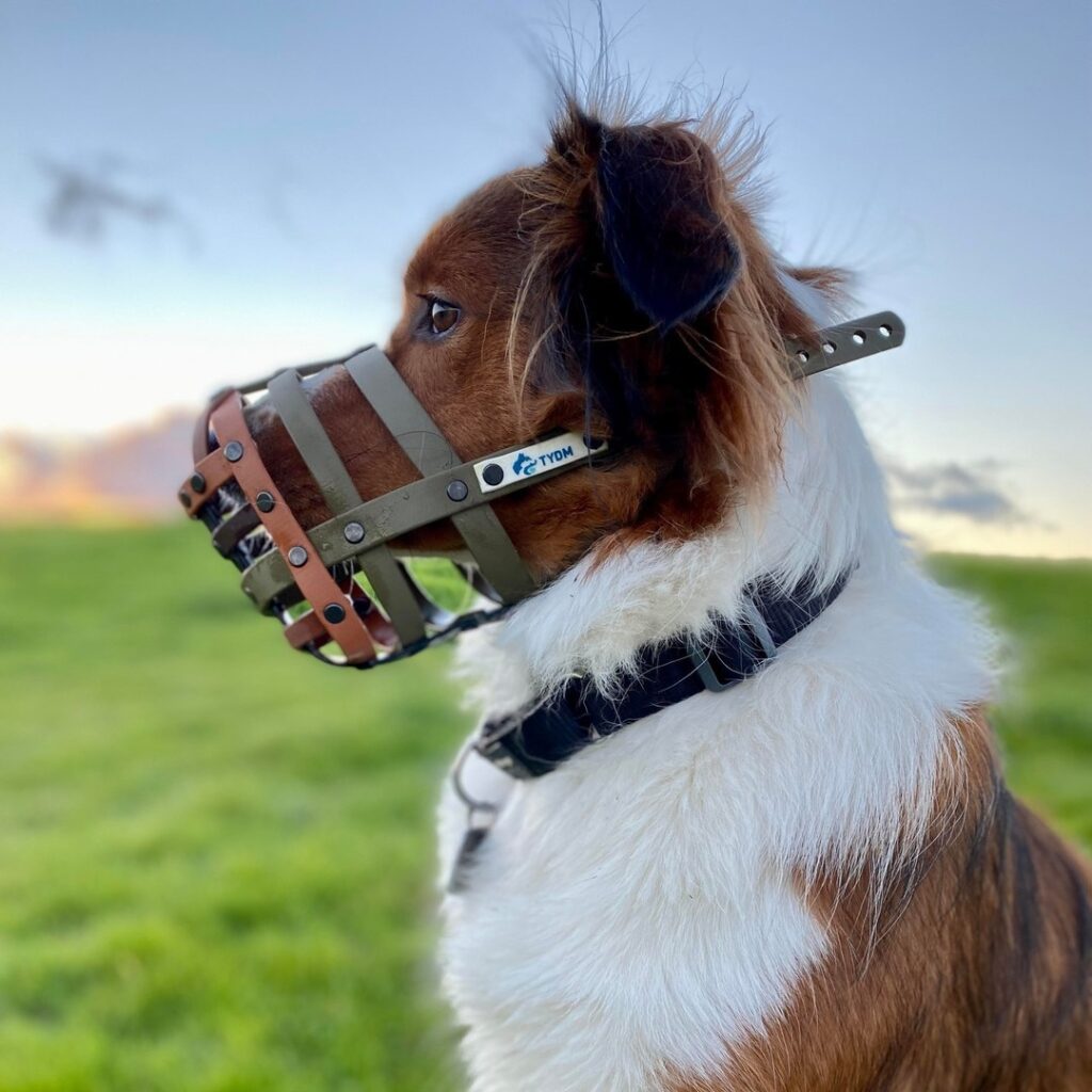Dog wearing a muzzle by Trust Your Dog