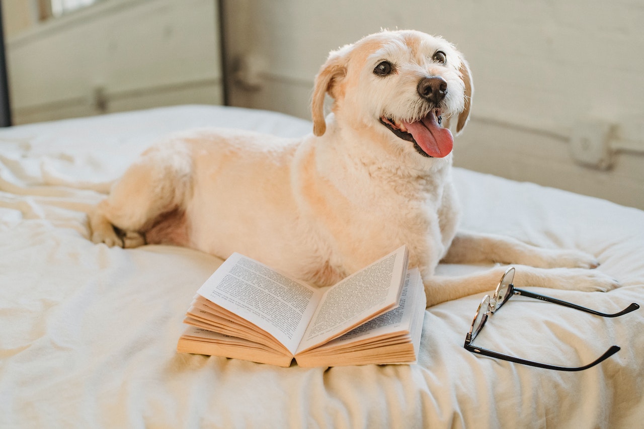 Crimson Hound Newsletter