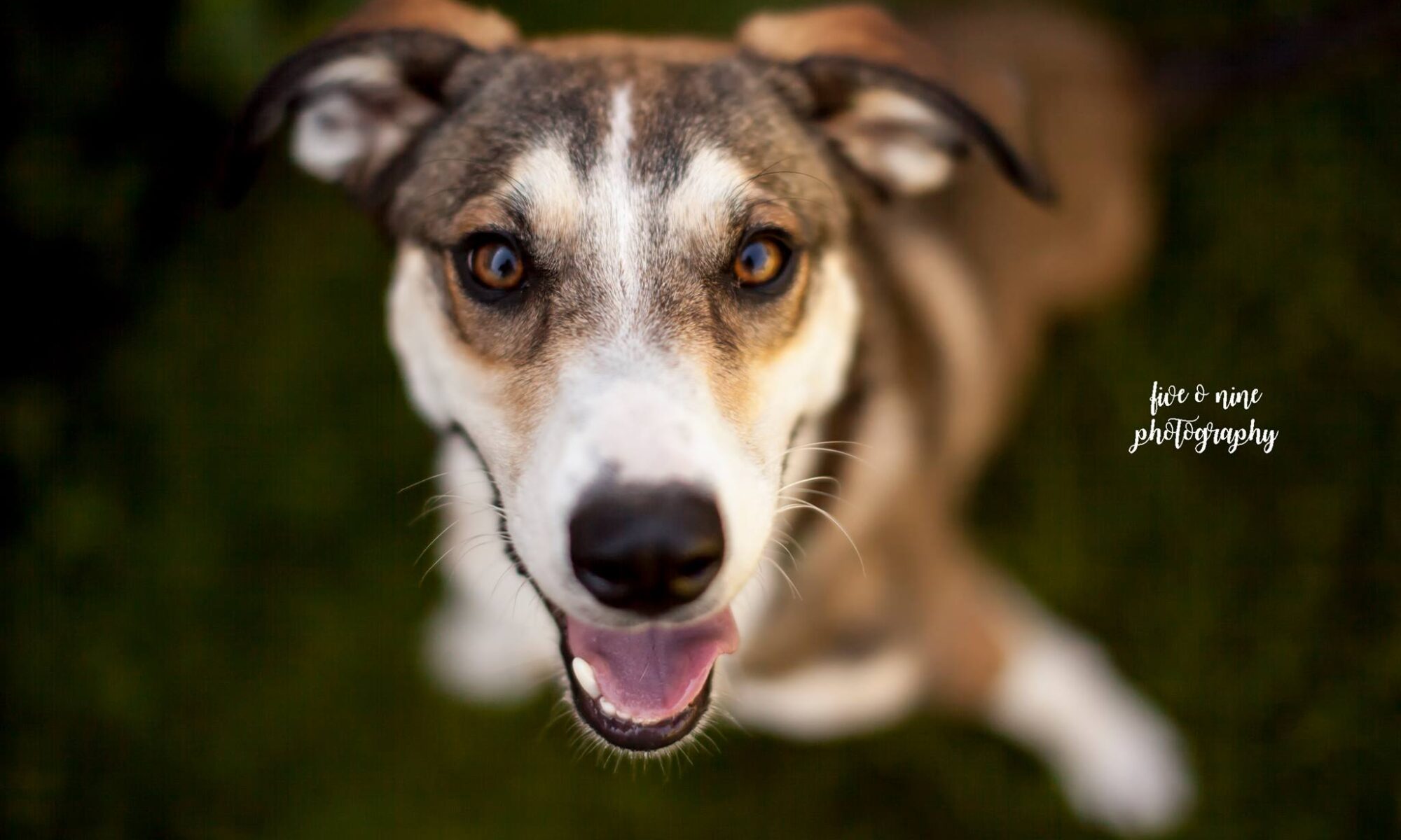 Tan and White Dog acts as header for free content page