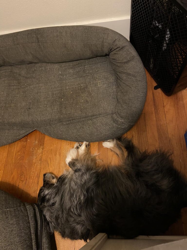 Dog sleeping next to dog bed and box fan,