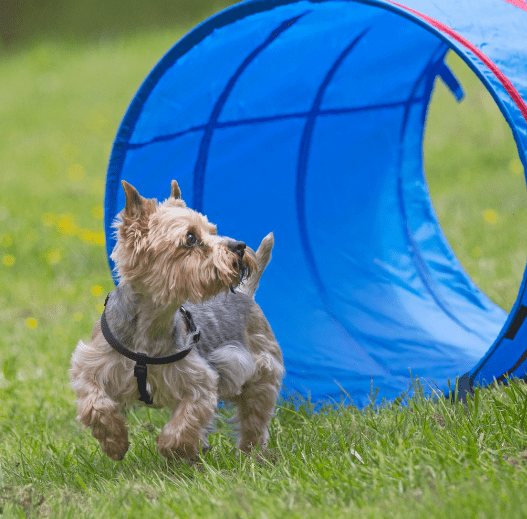 Backyard activity