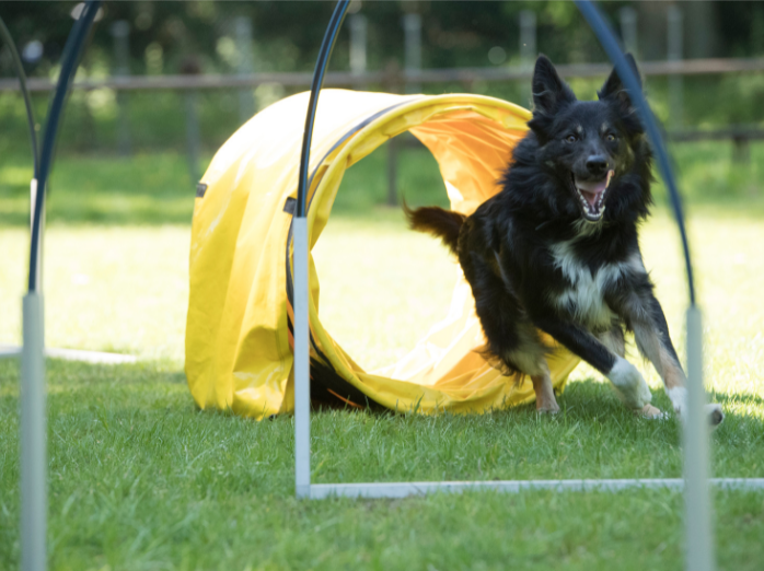 Fun Backyard Activity Ideas for You and Your Dog