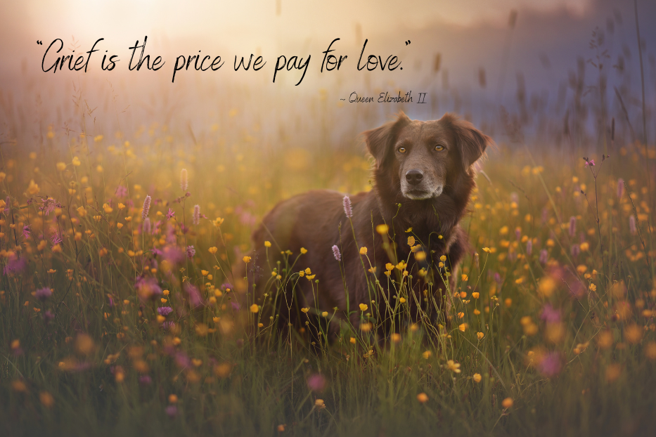 Pet loss poem.  "Grief is the price we pay for love" by Queen Elizabeth II.