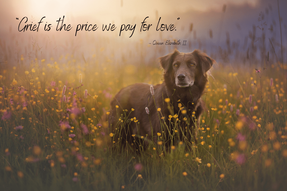 Pet loss poem.  "Grief is the price we pay for love" by Queen Elizabeth II.