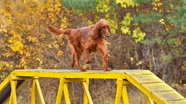 Dog walk