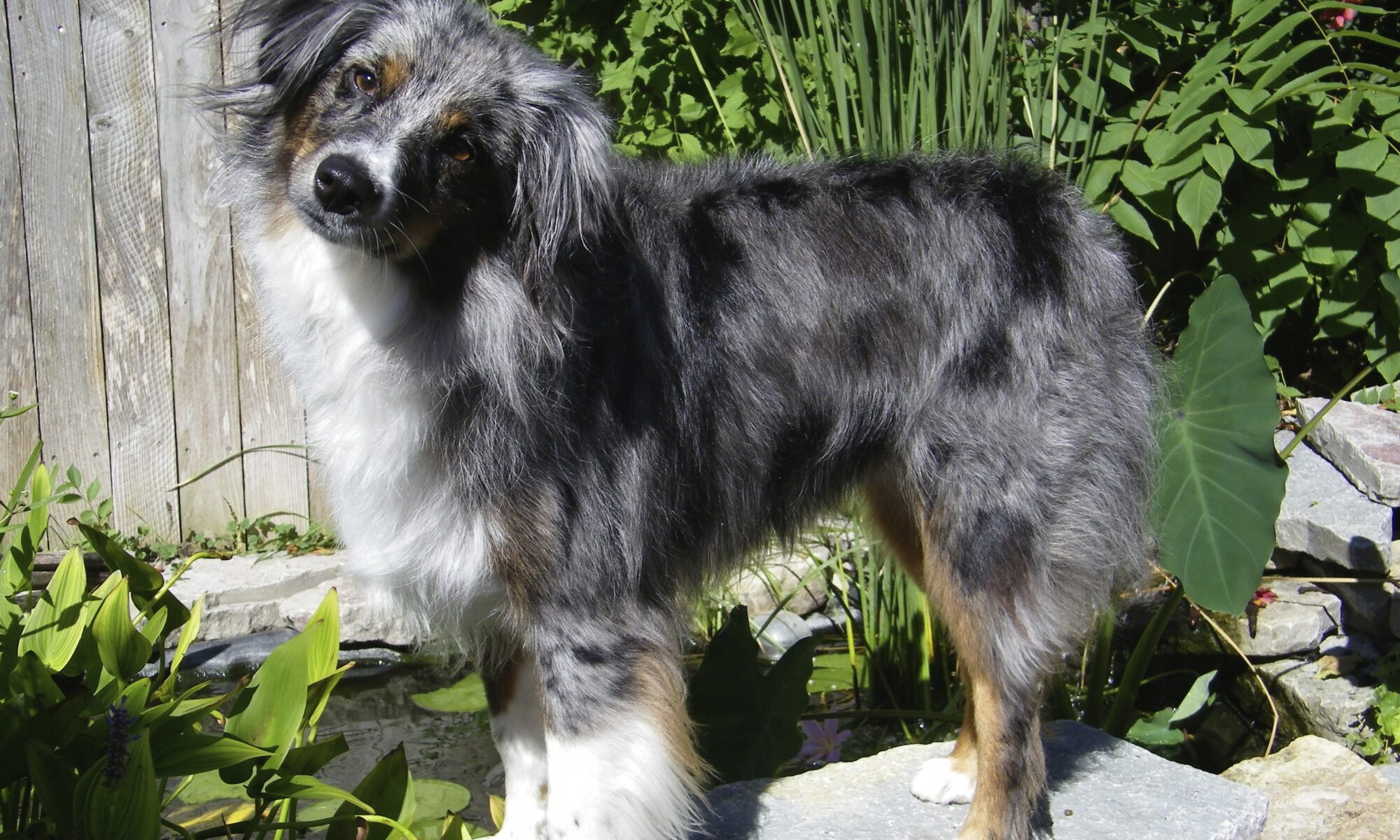 canine body language online course photo is of a blue merle Australian shepherd standing on a rock with a fence and greenery background