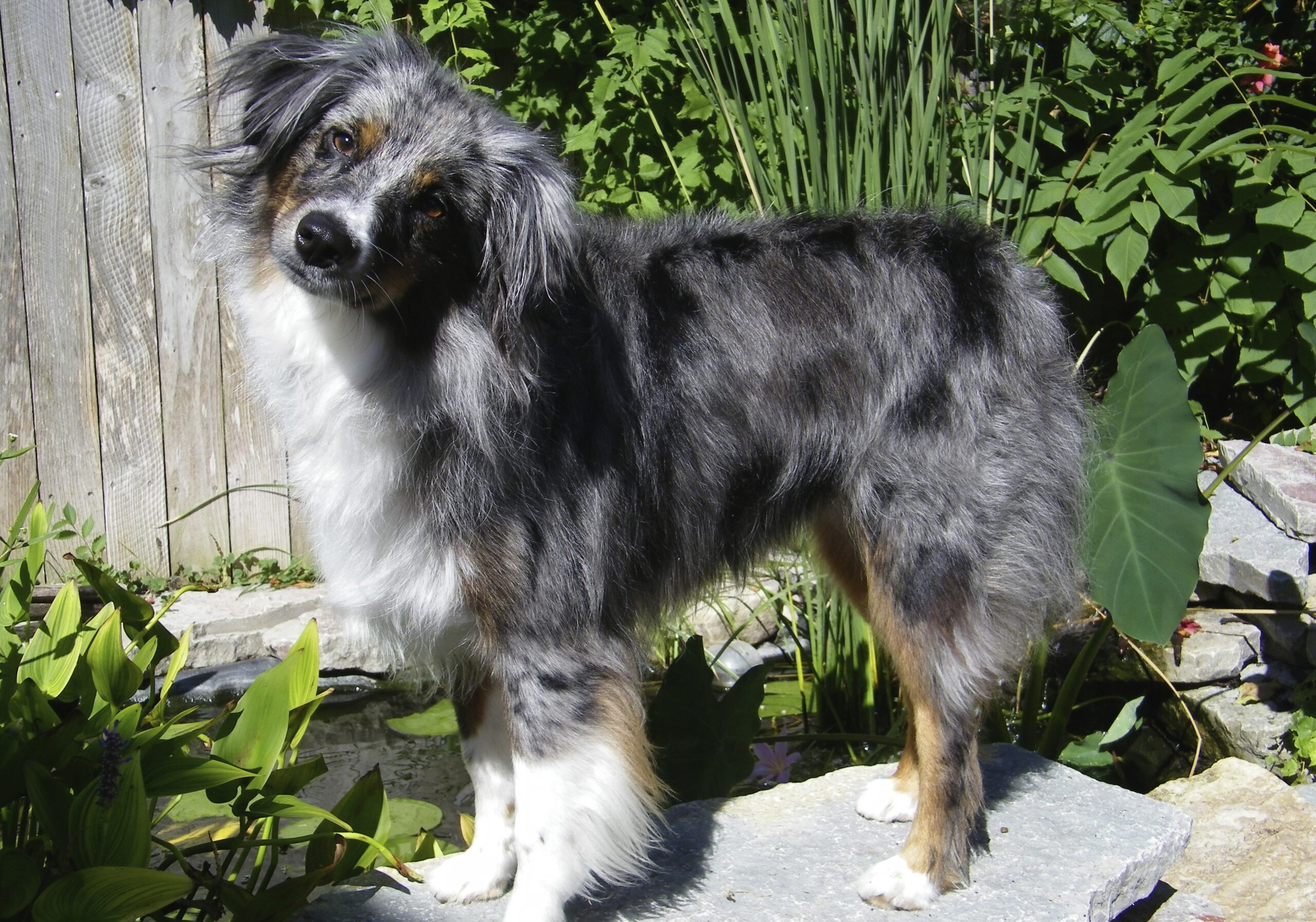 online courses image is of a blue merle Australian shepherd standing on a rock with greenery and a fence in back ground.