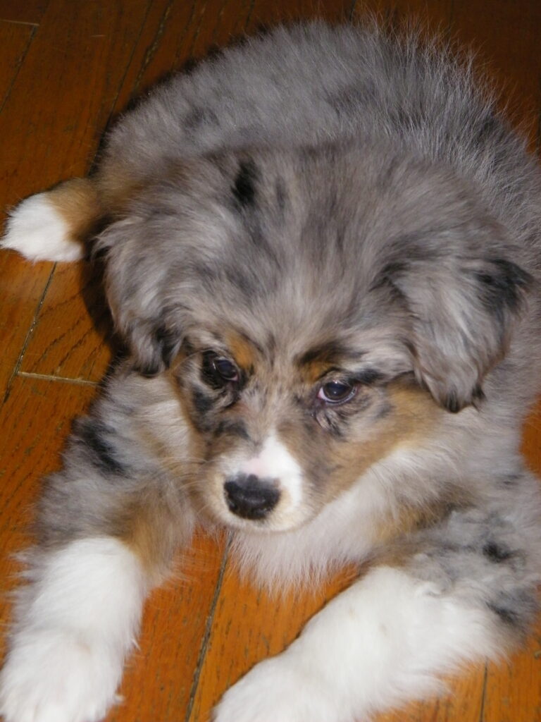 Private in-home training package photo is a blue merle Australian shepherd puppy laying on a hardwood floor