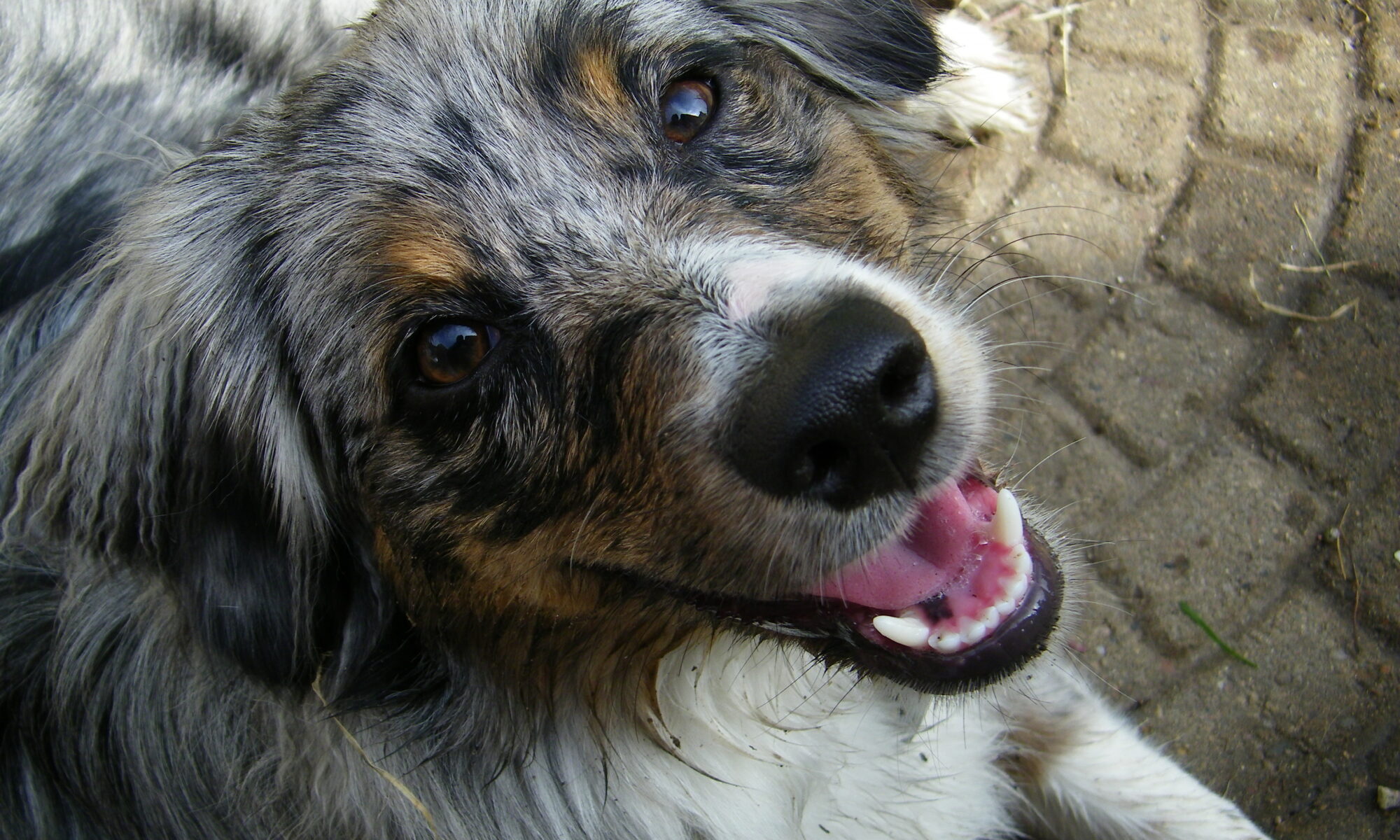 Private in-home training package photo is a blue merle Australian shepherd laying on decorative cement