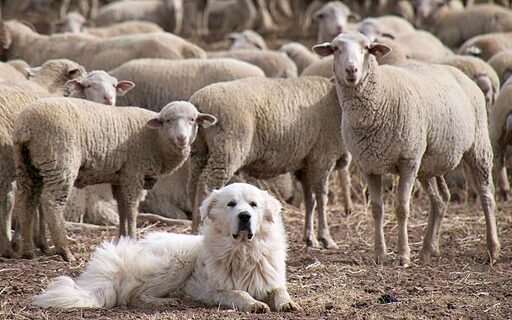 family dog mediation