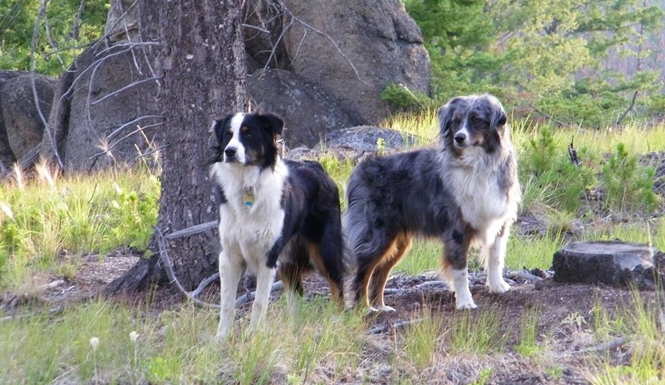 Tri-color and blue merle Australian shepherds standing in a forest
