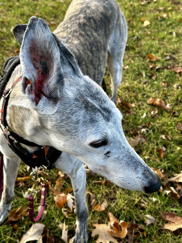 safe at home day training photo is a brindle greyhound standing on grass