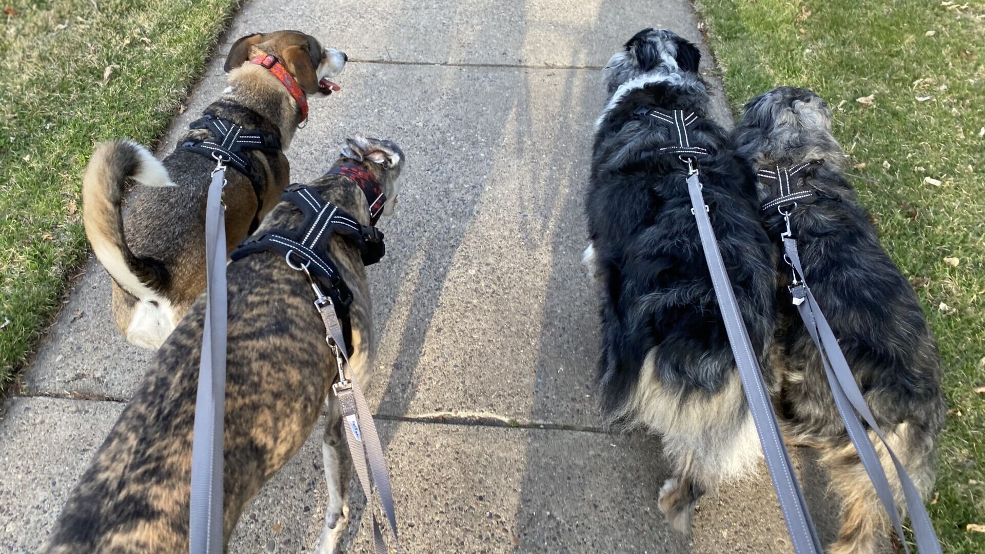 Sniff Walk Adventures