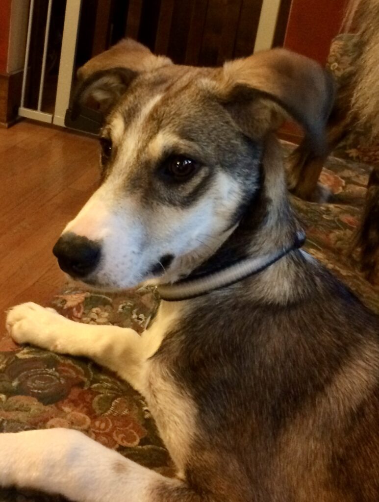 private virtual training photo is a brown and white puppy laying on a floral couch