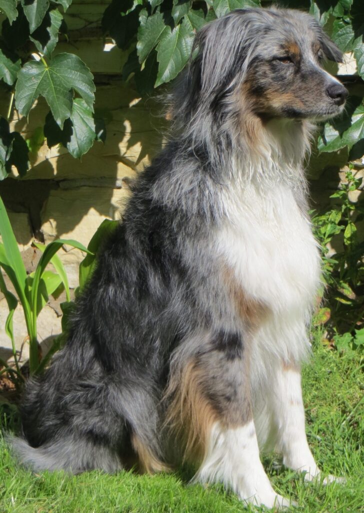 Private in-home training package photo is a blue merle Australian shepherd sitting with greenery in background