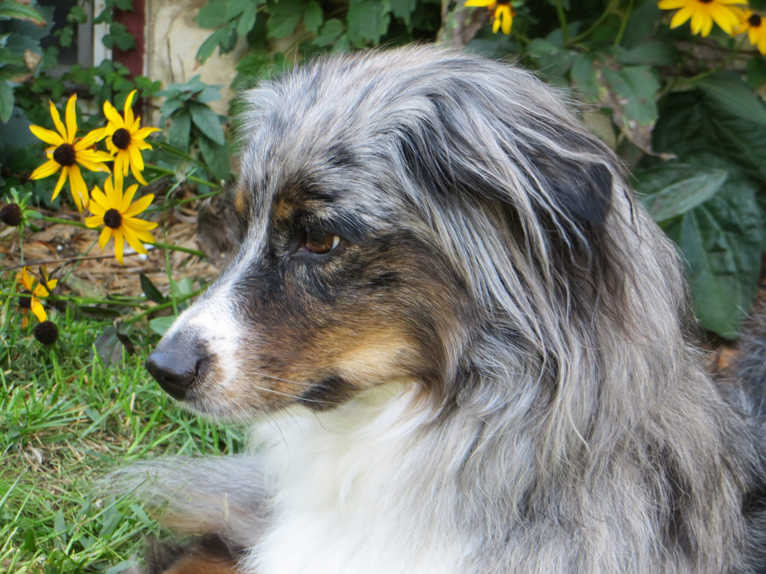 online courses image is of a head shot of a blue merle Australian shepherd on a greenery and yellow flowers background