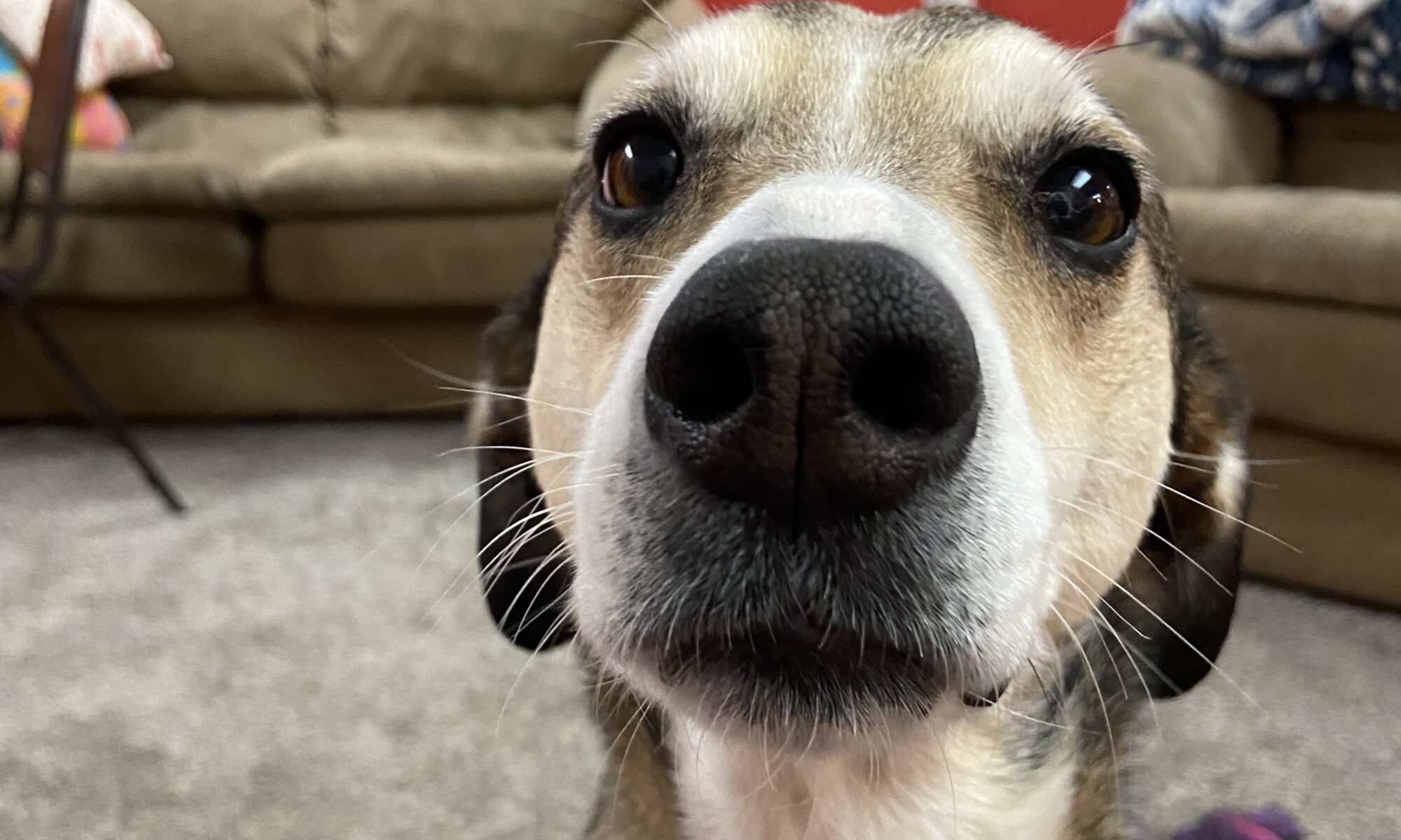 Contact photo is a close up of a brown and white dog's face with a bronw carpet and couch in the background