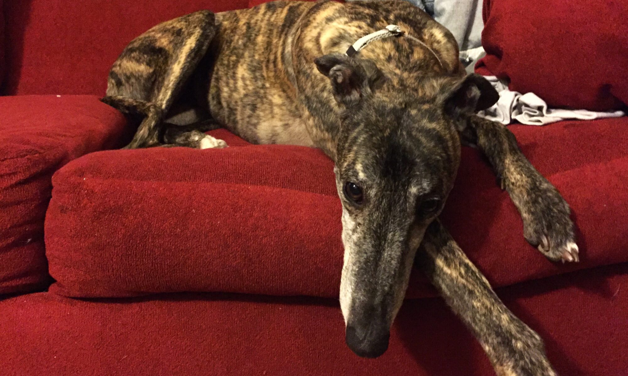 safe at home day training photo is a brindle greyhound lying on a red couch