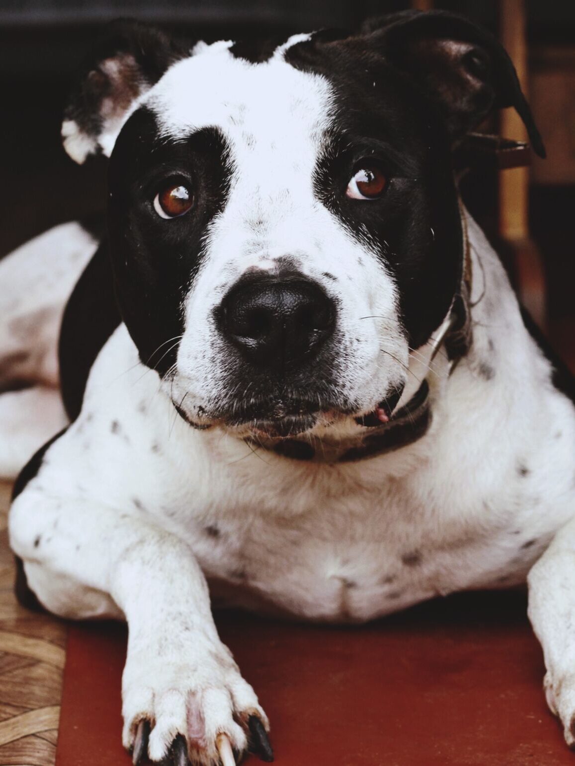 Canine Body Language - averted eyes