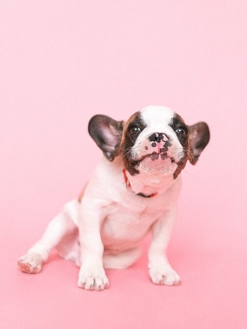 crouched posture, ears down and back, closed mouth, long lip line, whale eye, whiskers forward