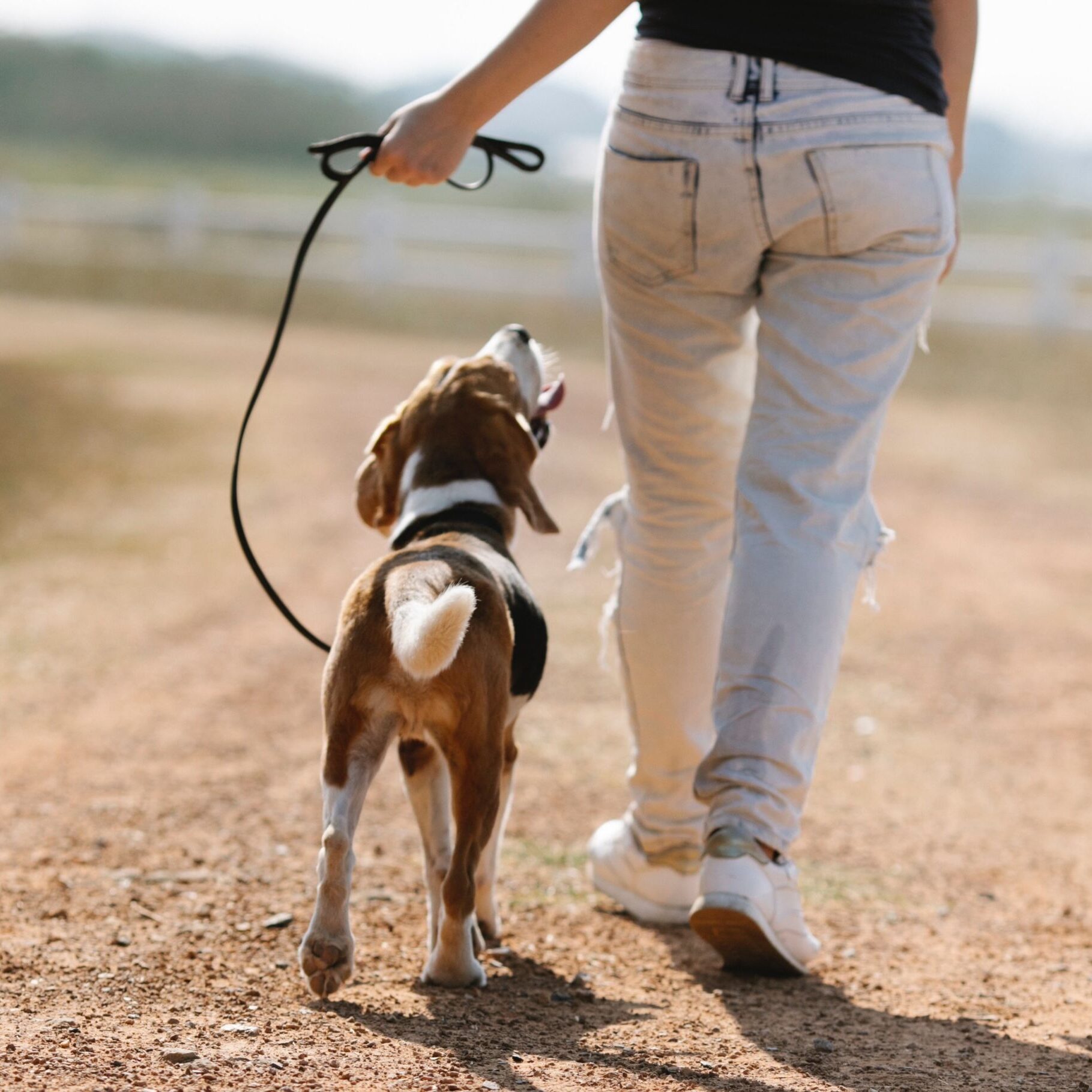 Dog Body Language neutral tail carriage