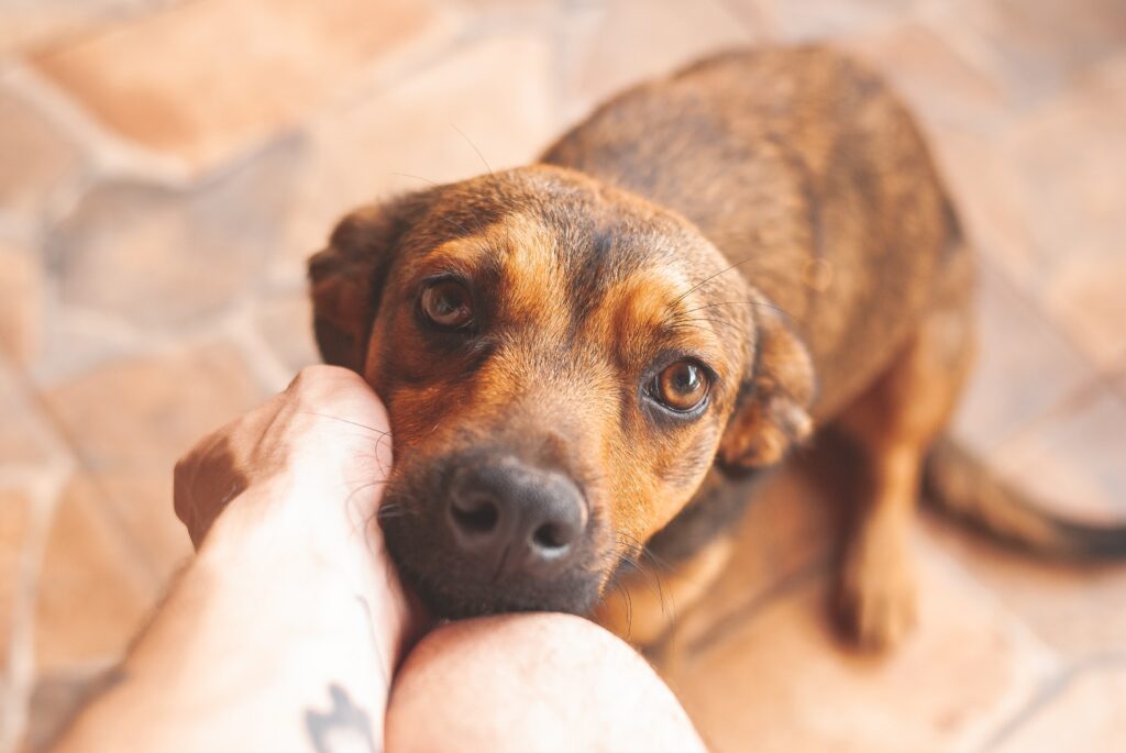 Emotional support animals provide therapeutic companionship to their person.