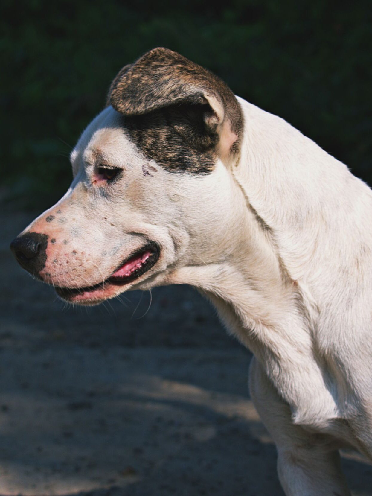 Dog Body Language - mouth & lips - tense with wrinkles at cheek