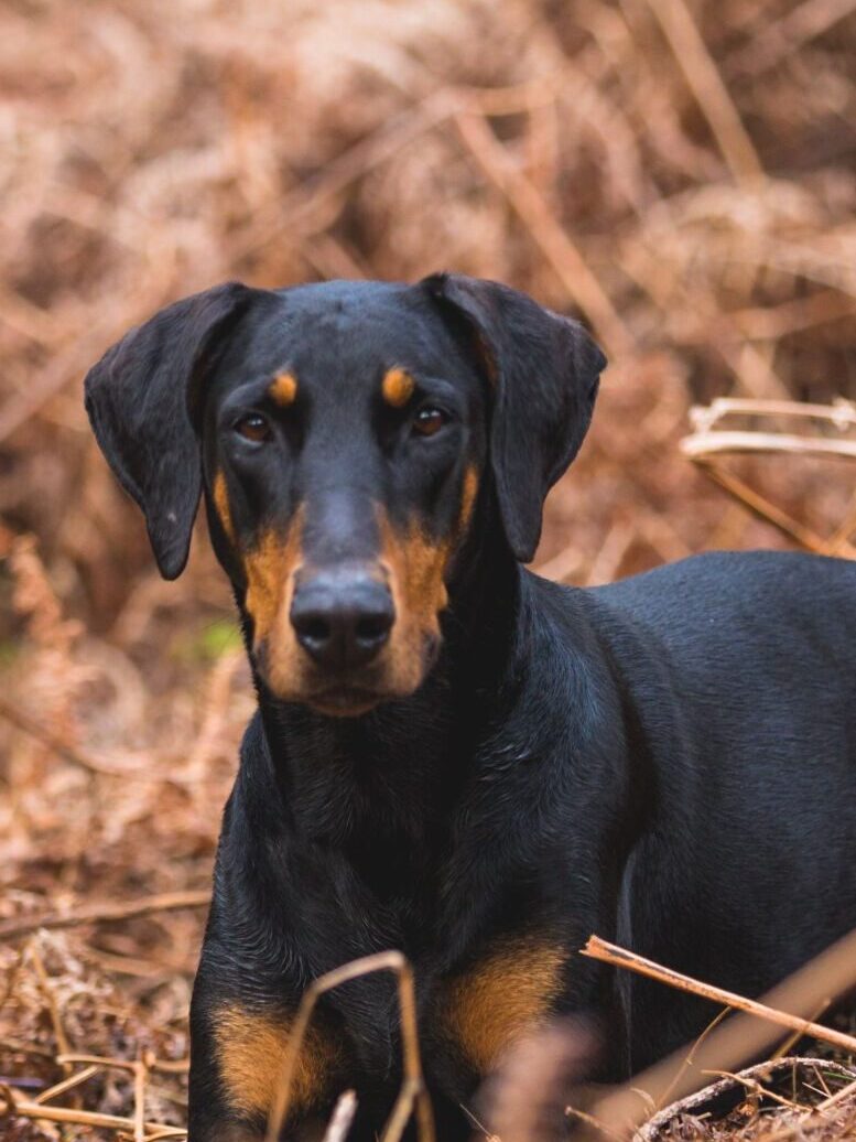 Doberman with natural floppy ears