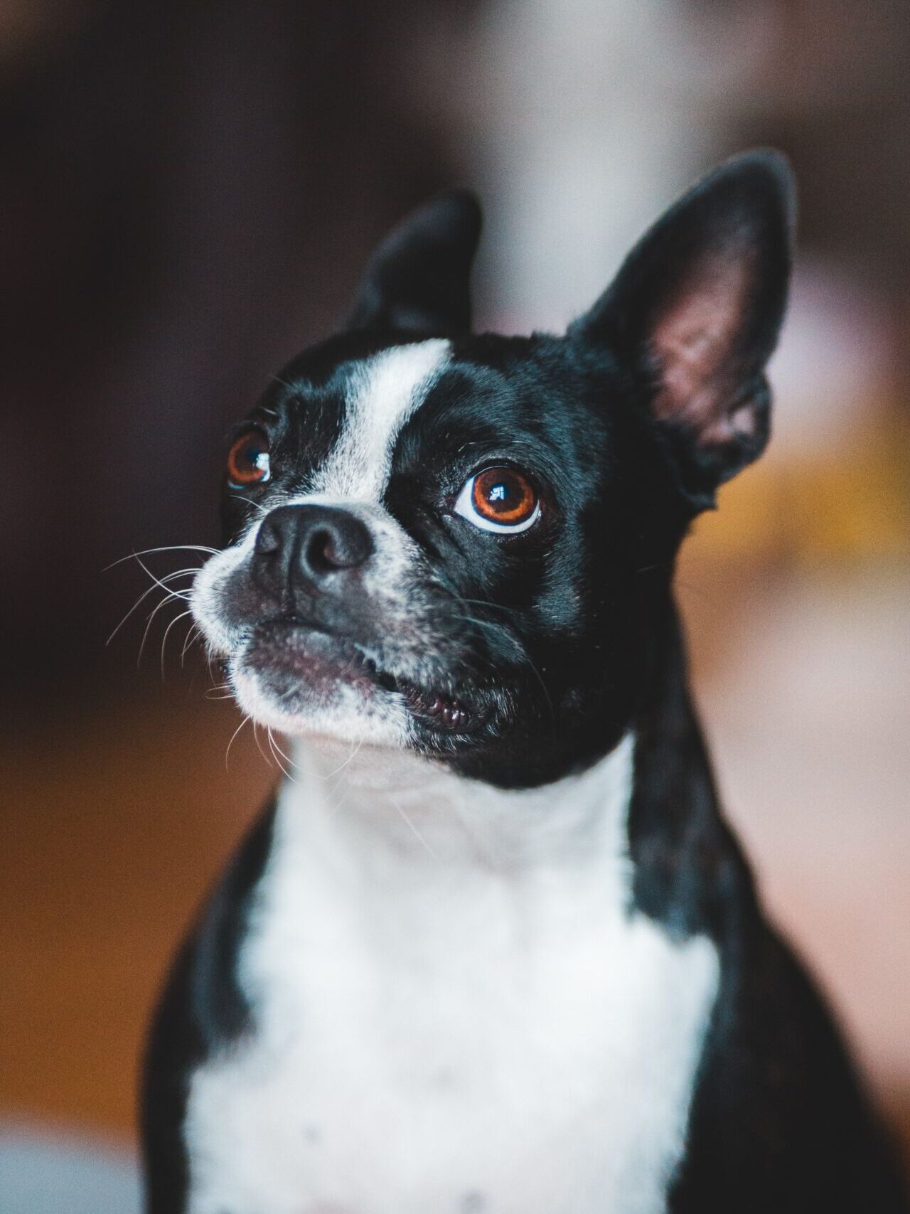 Dog Body Language eyes - whale eye