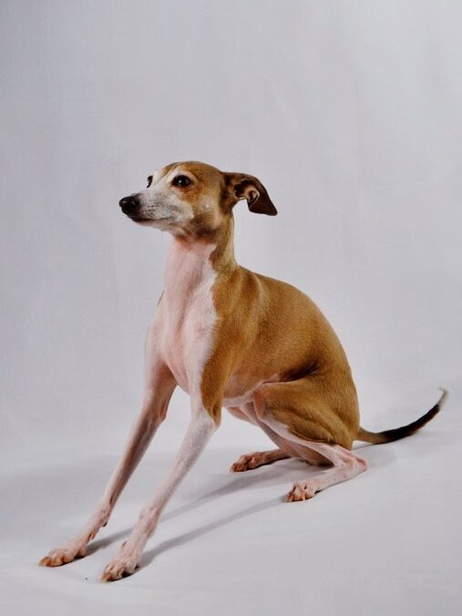Canine Body Language - stiff boy posture- directed backward