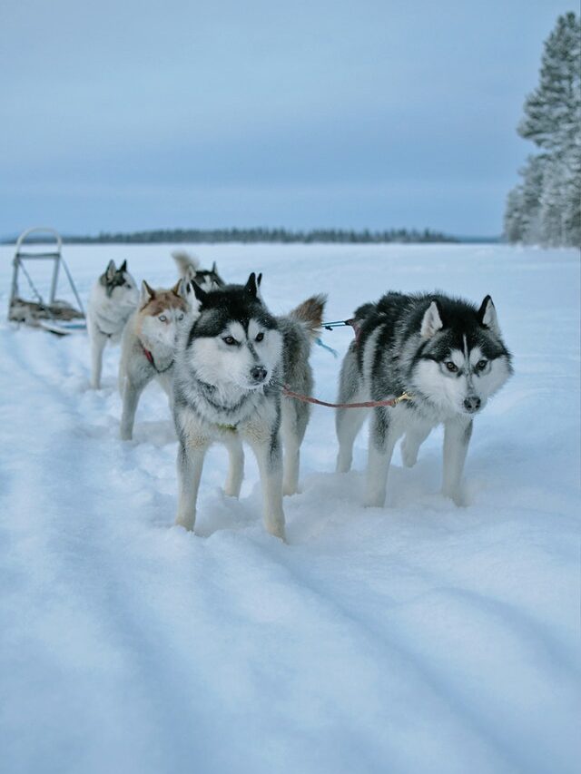 huskies with sled