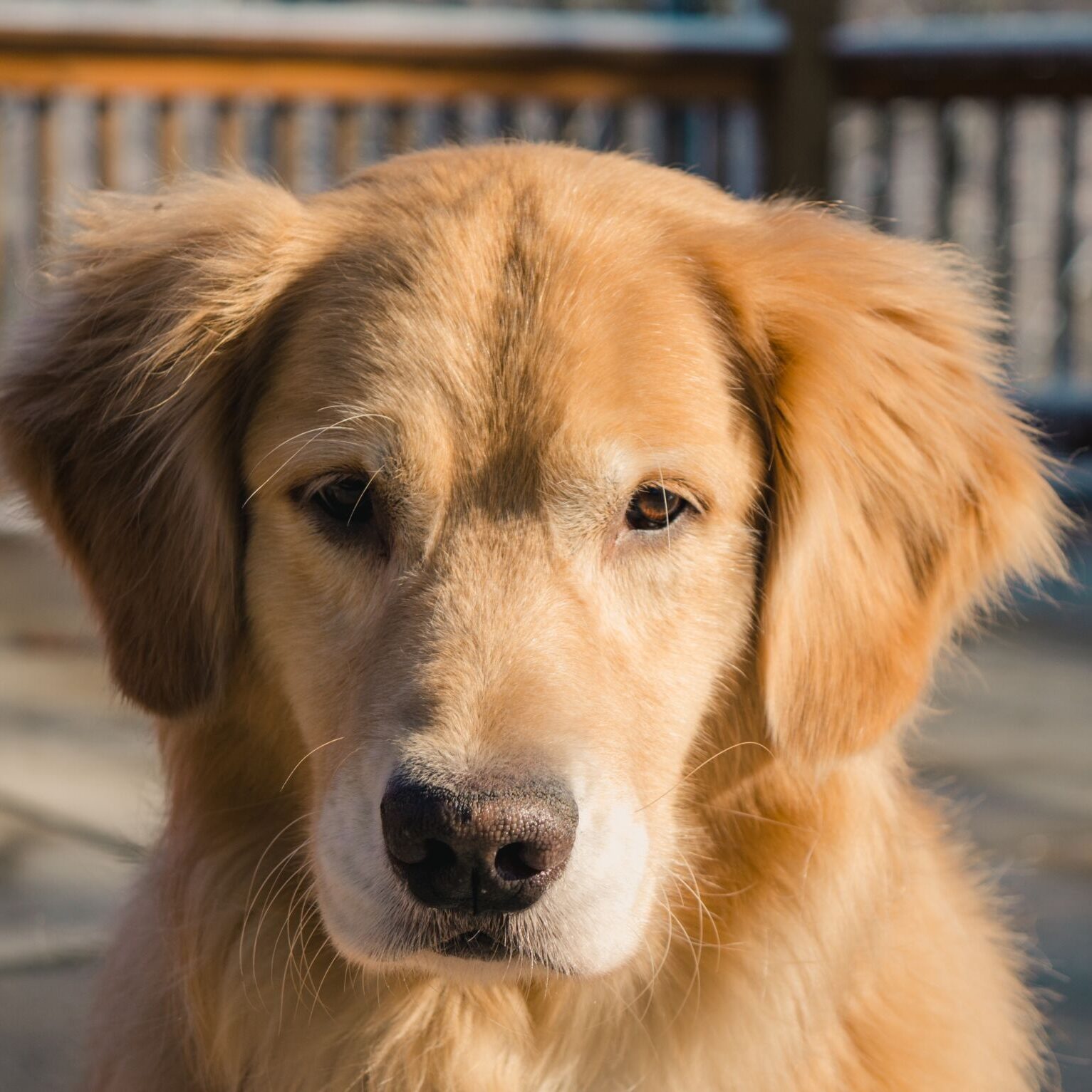 floppy ears - high and forward