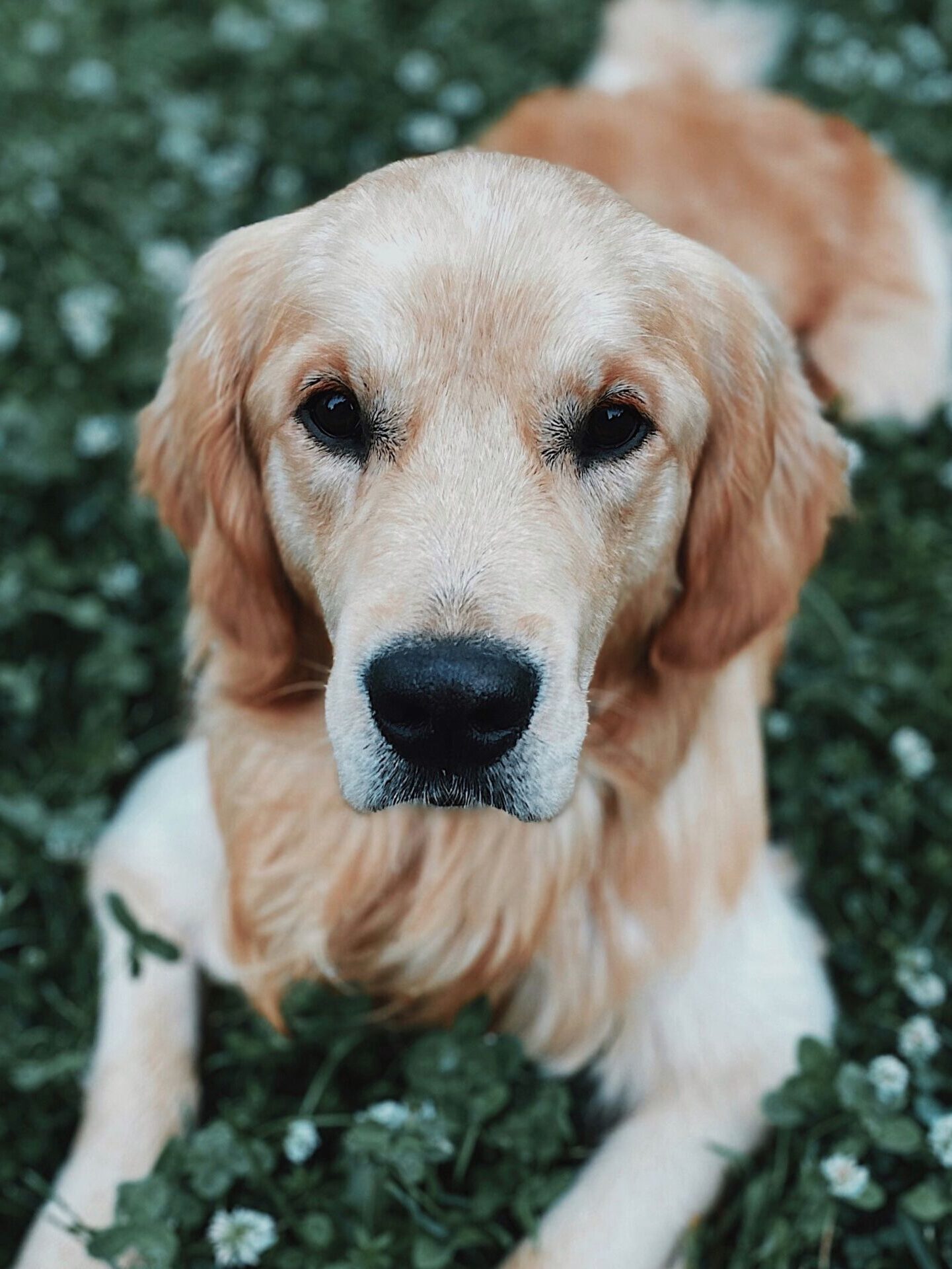 Dog Body Language - floppy ears - neutral