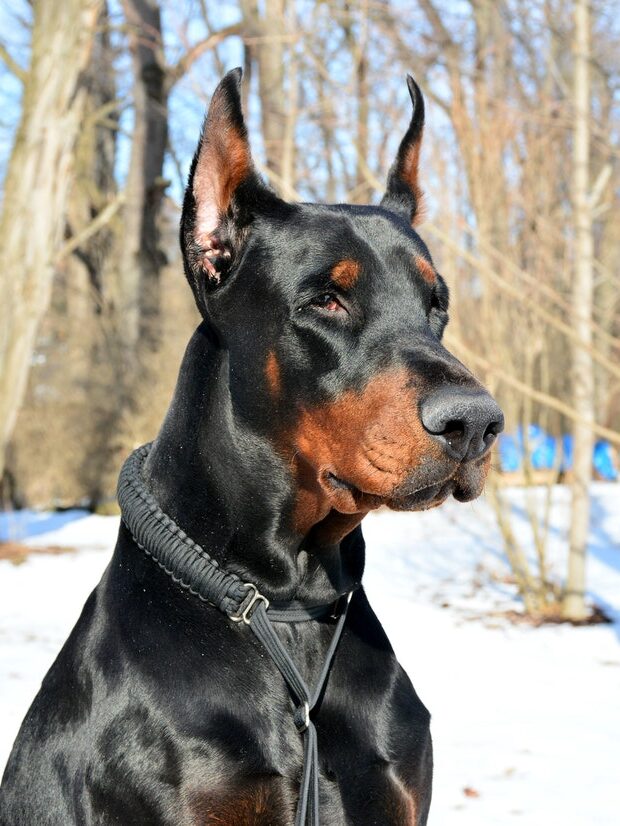 Doberman with cropped ears