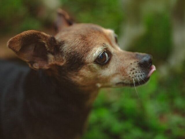 Dog Body Language - whiskers - directed forward with raised whisker bed