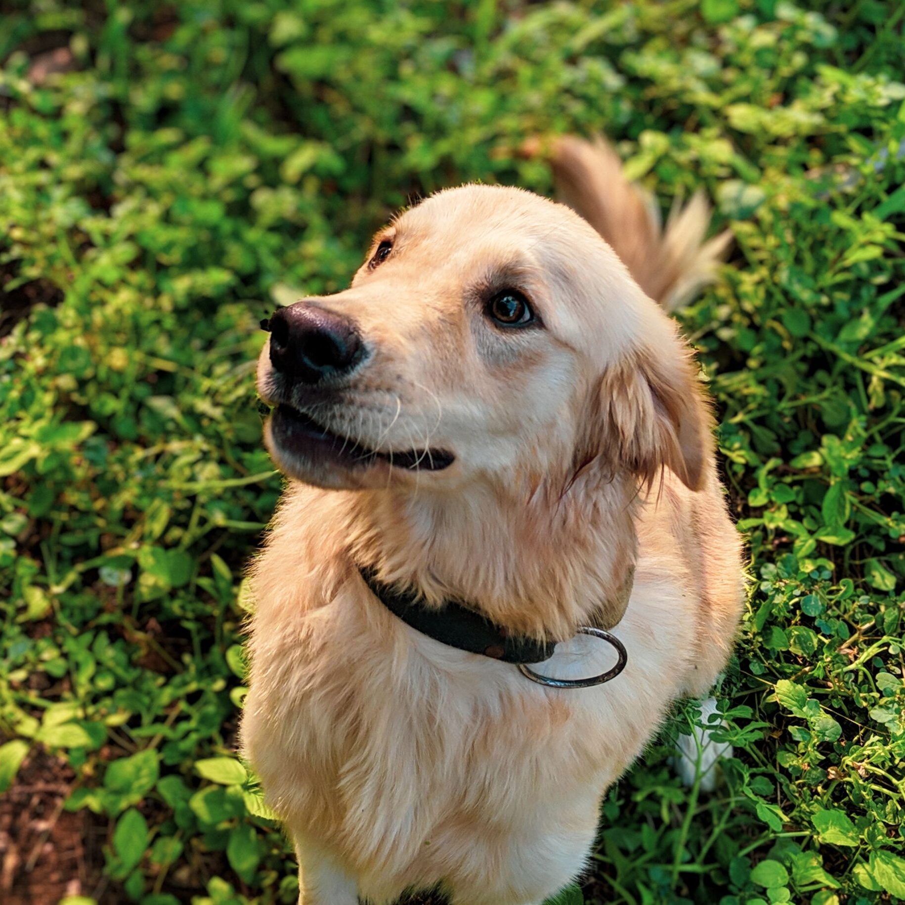 floppy ears - down and back