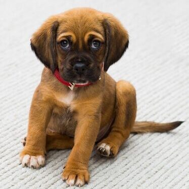 puppy with furrowed brow