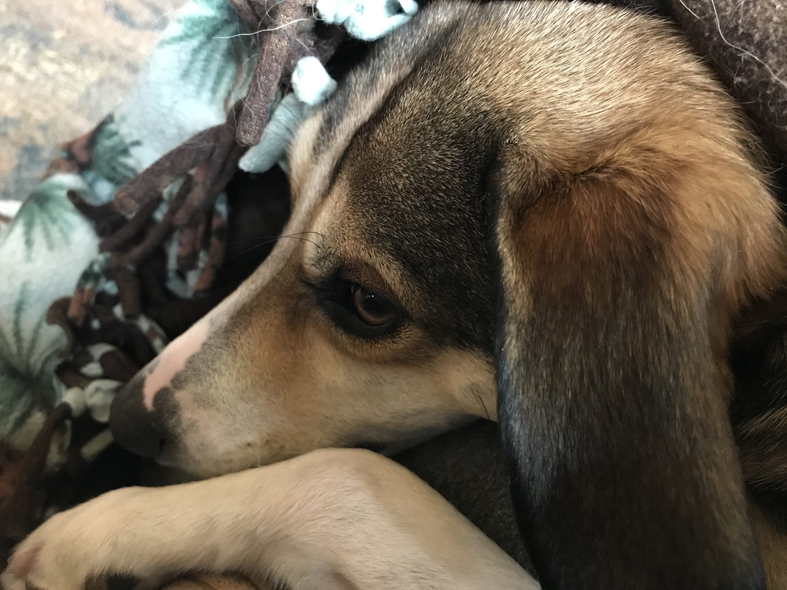Pawsitive Foundations